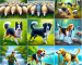 Canine Freework for Working Breeds