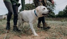 Dog Walk & Train Services – Enrichment, Exercise, and Education in Every Stroll