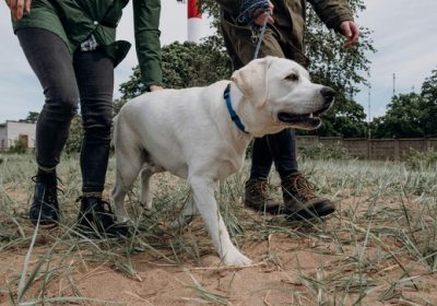 Dog Walk & Train Services – Enrichment, Exercise, and Education in Every Stroll