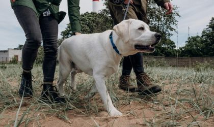 Dog Walk & Train Services – Enrichment, Exercise, and Education in Every Stroll