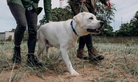 Dog Walk & Train Services – Enrichment, Exercise, and Education in Every Stroll